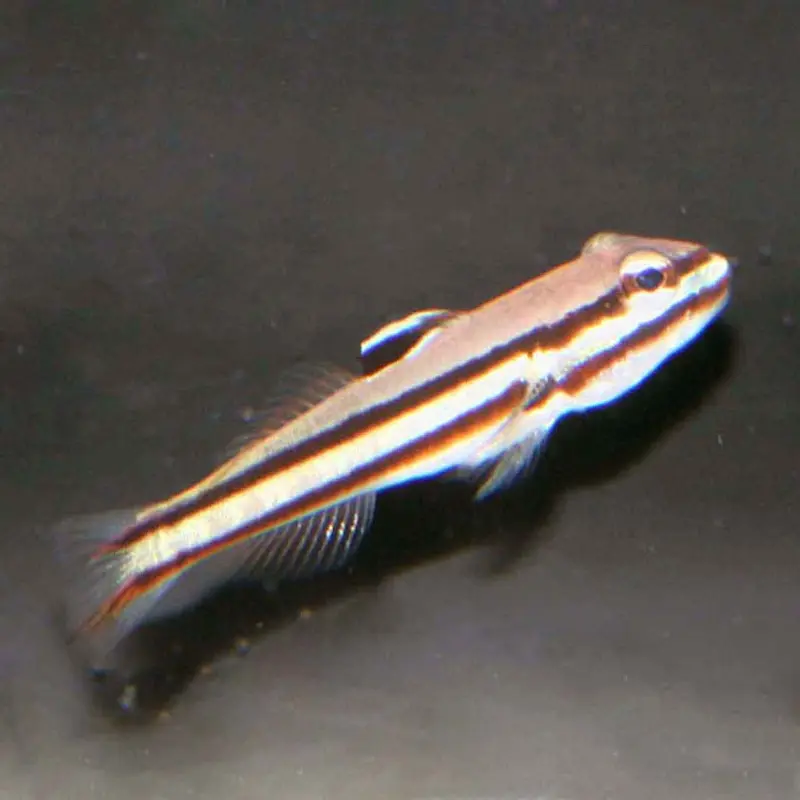 Railway Glider Goby - Valenciennea helsdingenii - Small