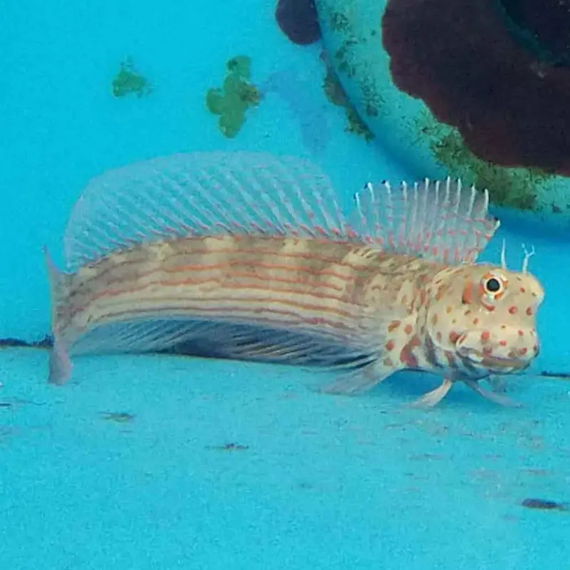 Redspotted Blenny - Blenniella chrysospilos