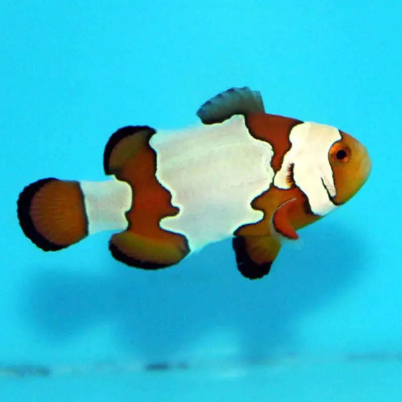 Snowflake Clownfish - Amphiprion ocellaris - CB (PA)
