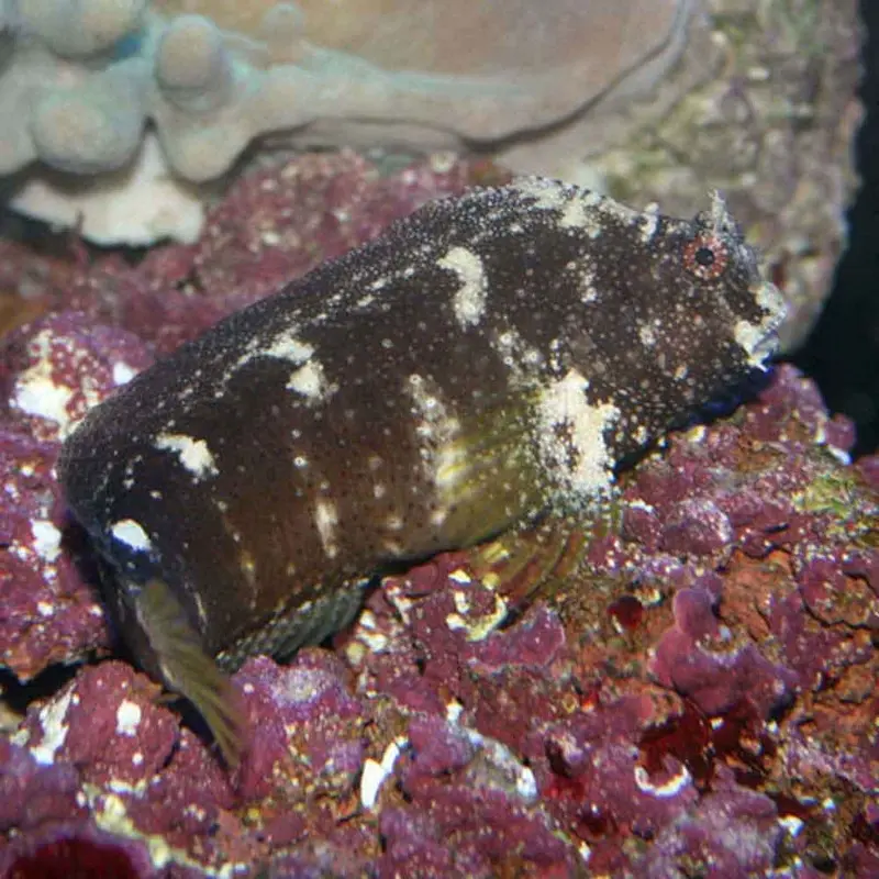 Starry Blenny - Salarias ramosus - Large