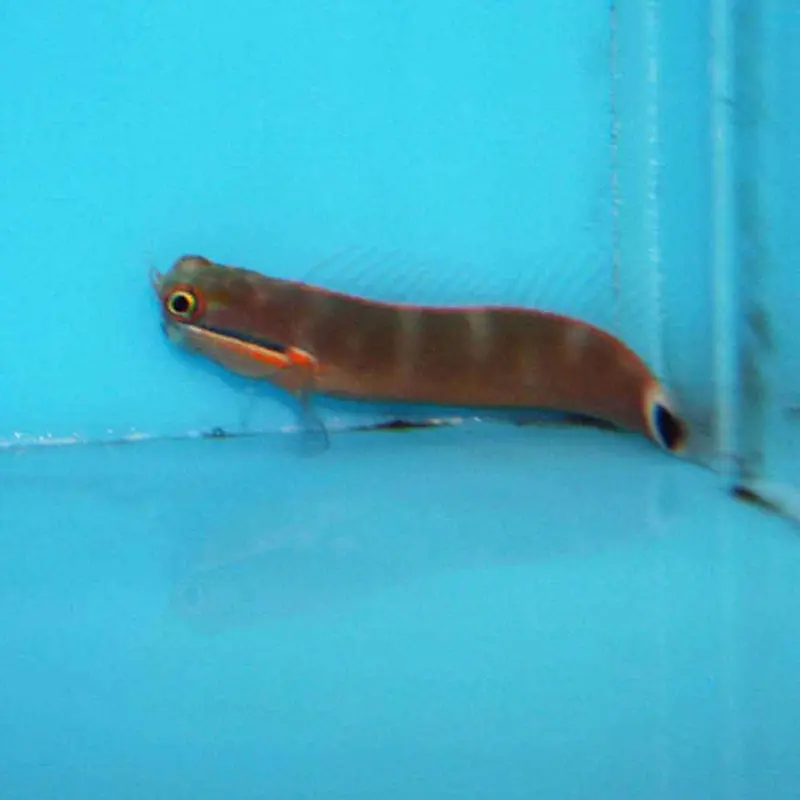 Tailspot Blenny - Ecsenius stigmatura