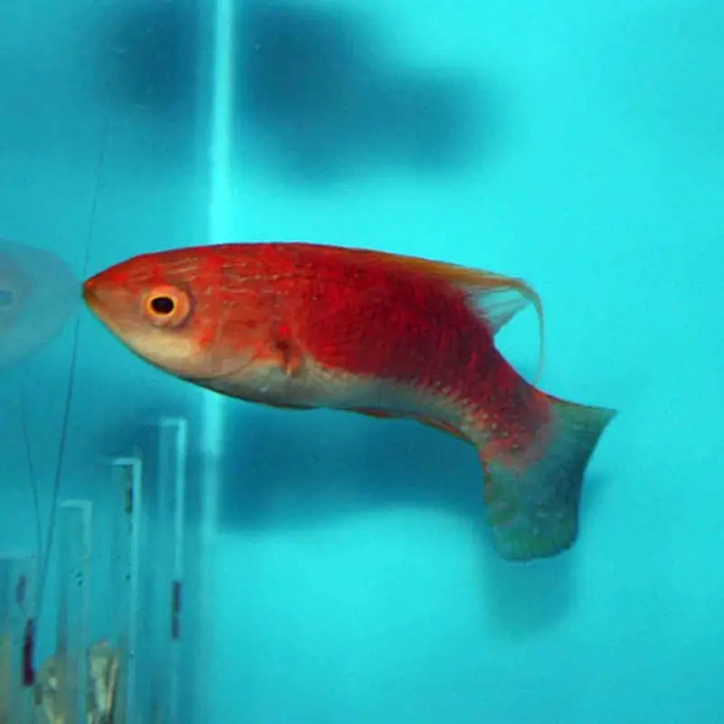 Whip-fin Fairy Wrasse - Cirrhilabrus filamentosus - Adult