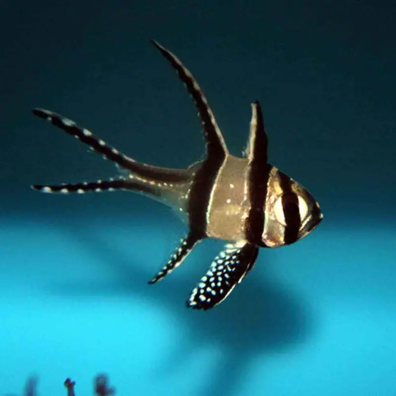 Banggai Cardinal - Pterapogon kauderni - CB