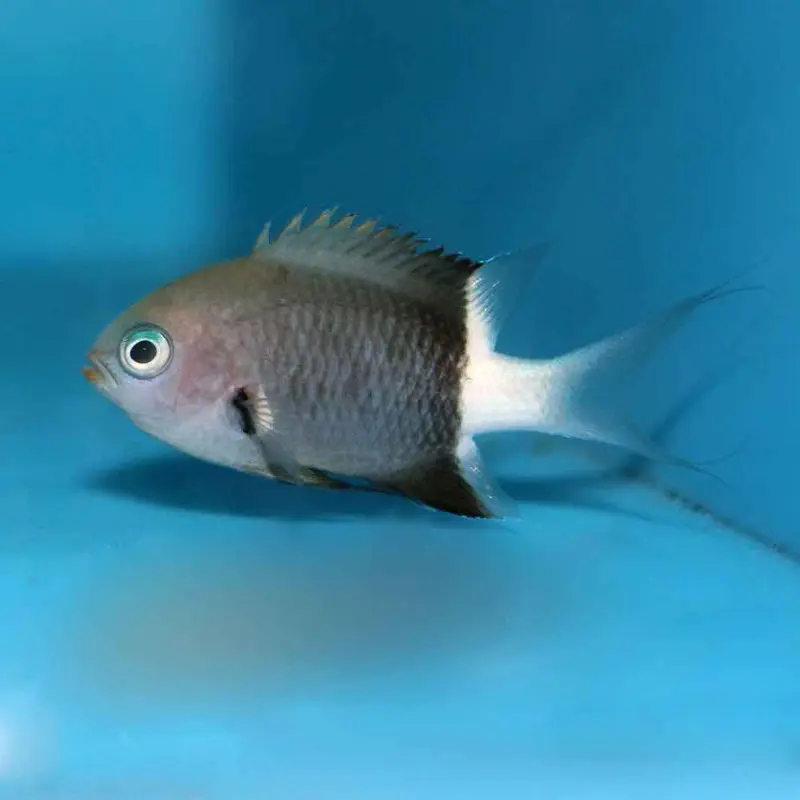 Bicolor Chromis - Chromis margaritifer