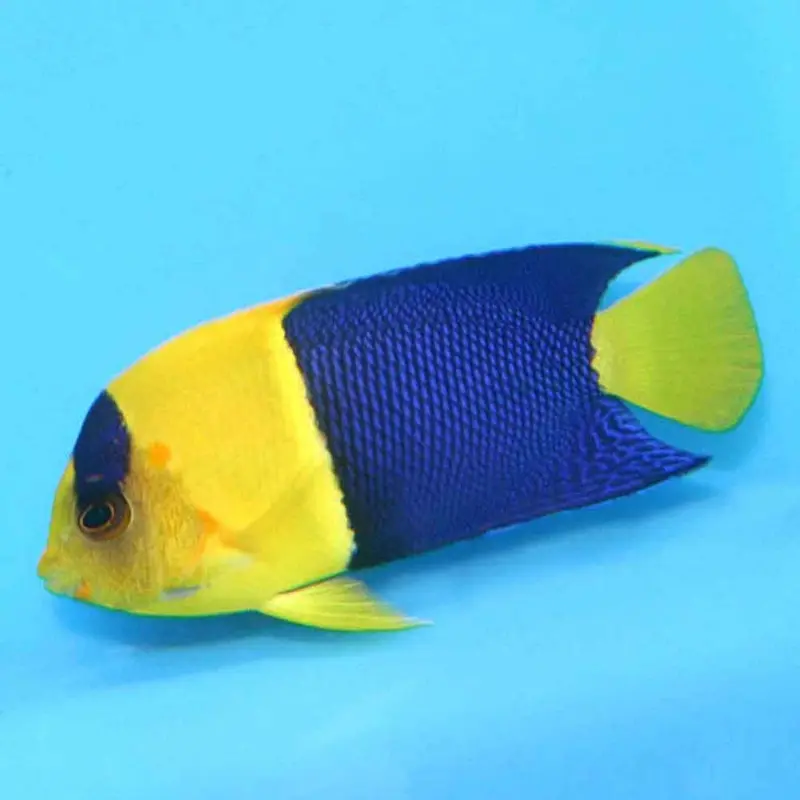 Bicolor Pygmy Angel - Centropyge bicolor - Medium