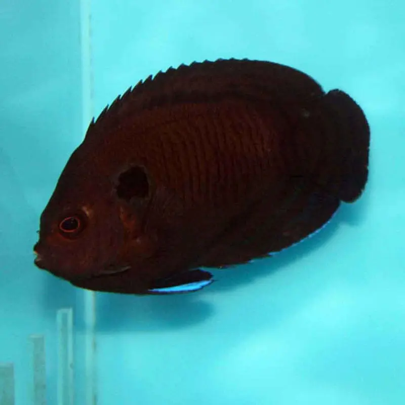 Blue Fin Pygmy Angel - Centropyge multispinis - Large