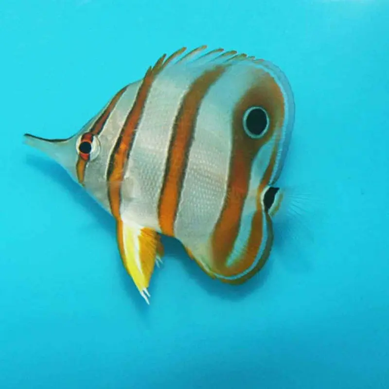 Copperband Butterfly - Chelmon rostratus - Small/Medium