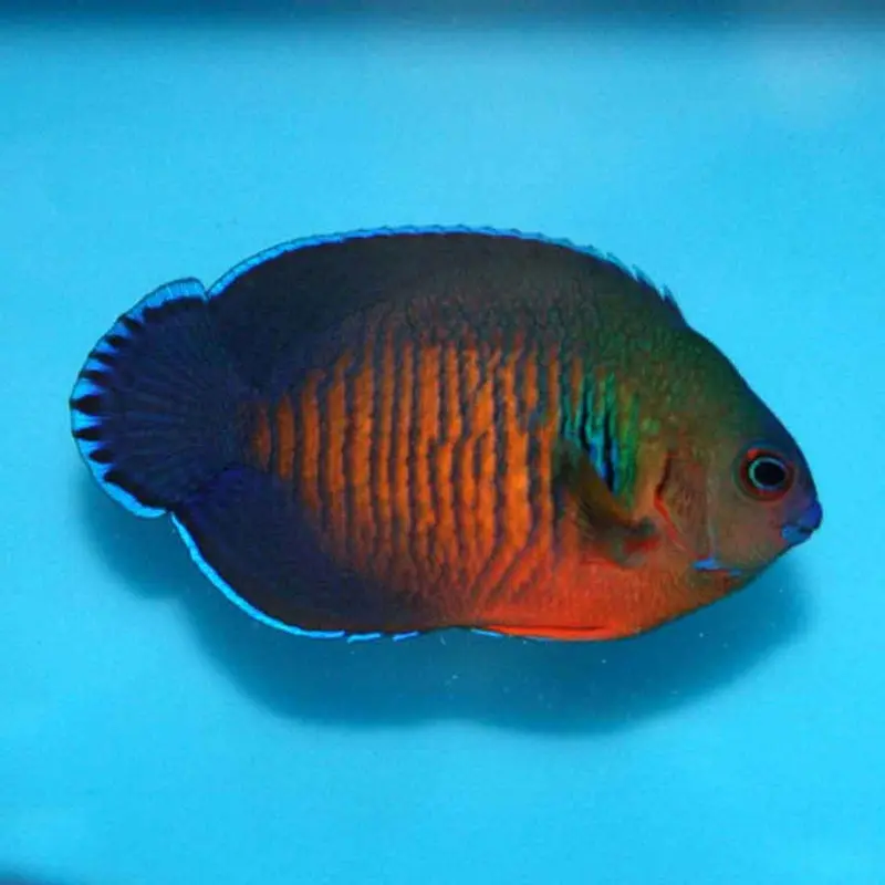 Coral Beauty Pygmy Angel - Centropyge bispinosa - Large