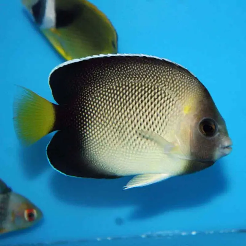 Cream Angel - Apolemichthys xanthurus - Small