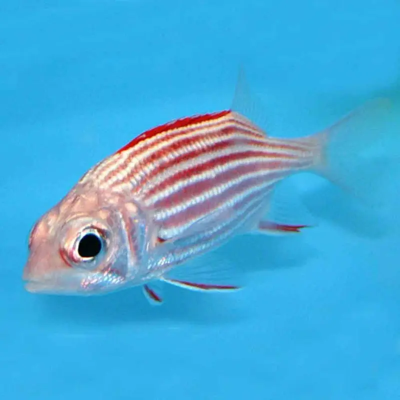 Crown Squirrelfish - Sargocentron diadema - Medium