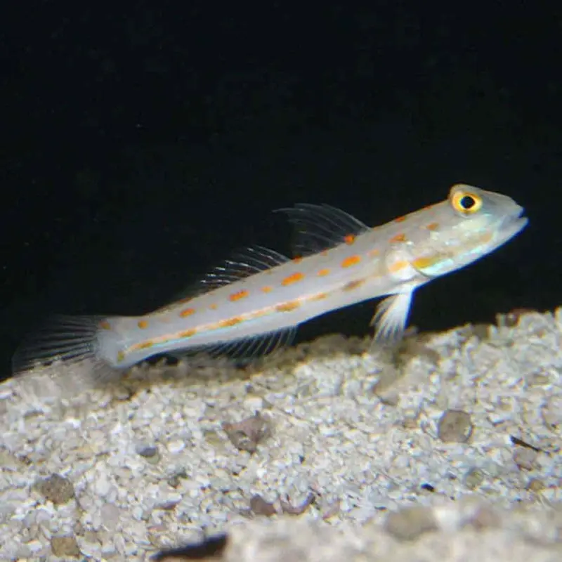 Diamond Goby - Valenciennea puellaris - Large