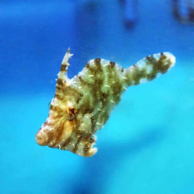 Fringed Filefish - Monacanthus ciliatus - Medium