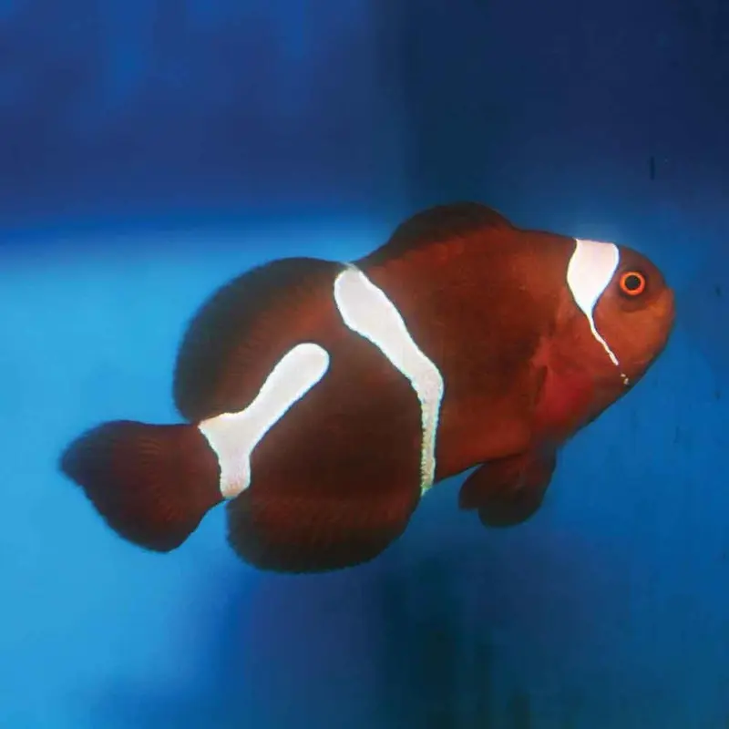 Goldflake Maroon Clownfish - Premnas biaculeatus - CB