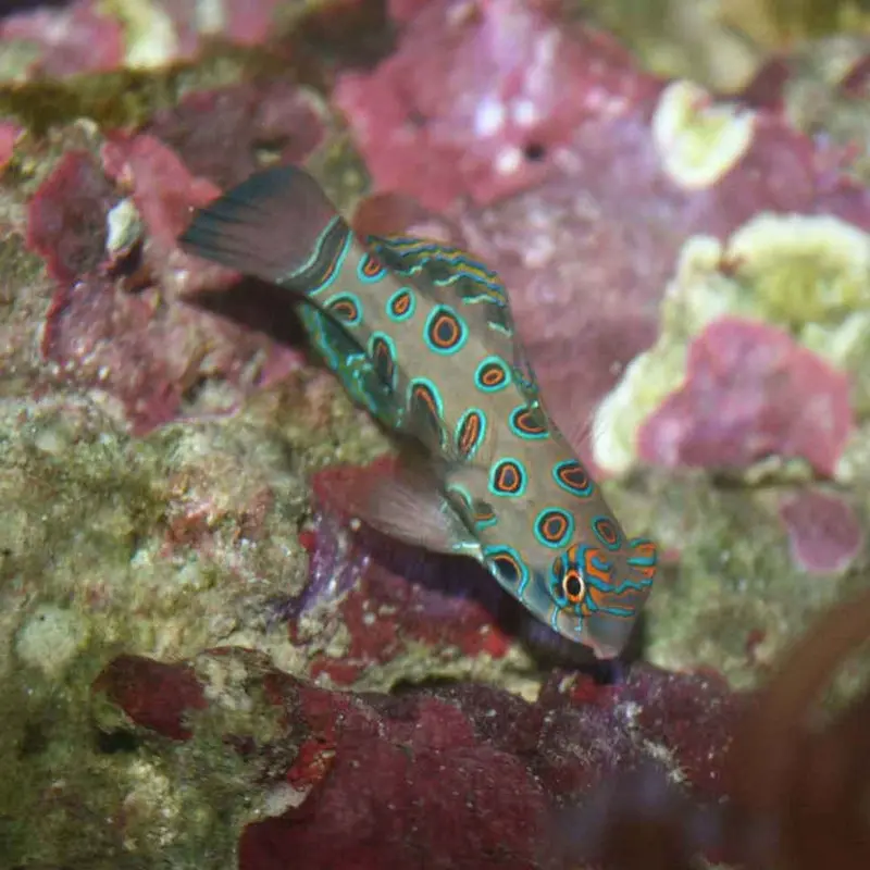 Green Mandarin Dragonet - Synchiropus picturatus - Medium