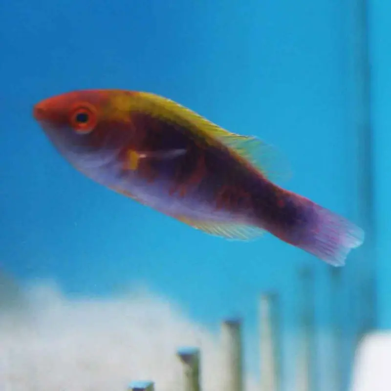 Lubbock's Fairy Wrasse - Cirrhilabrus lubbocki