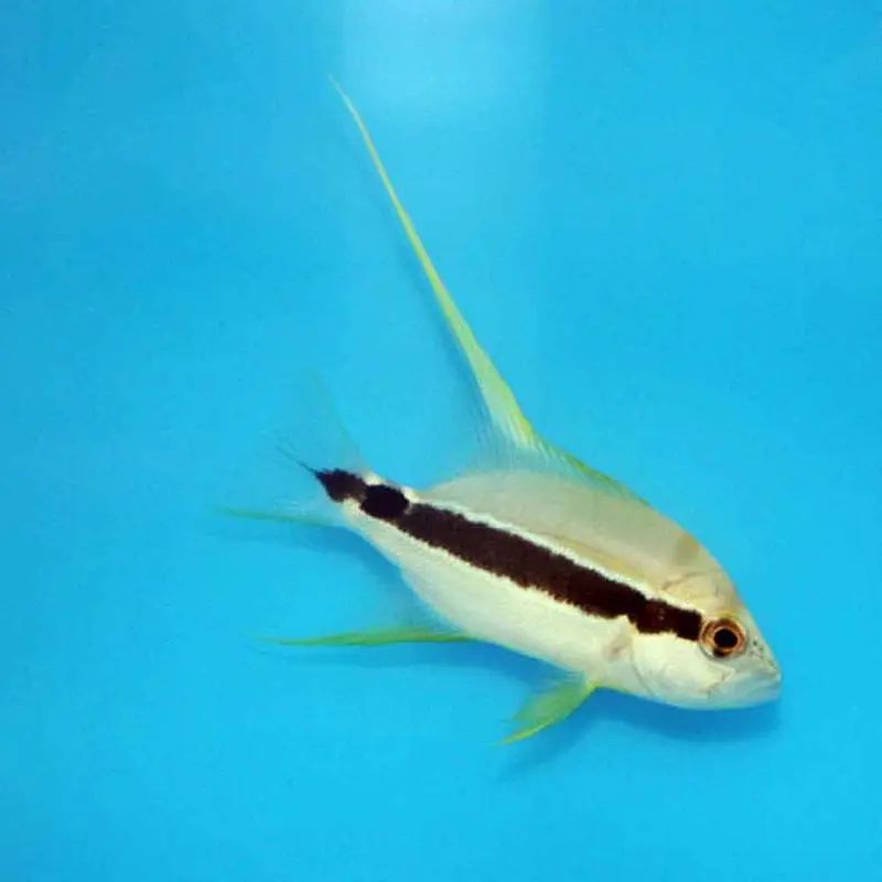 Majestic Snapper - Symphorichthys spilurus - Juvenile