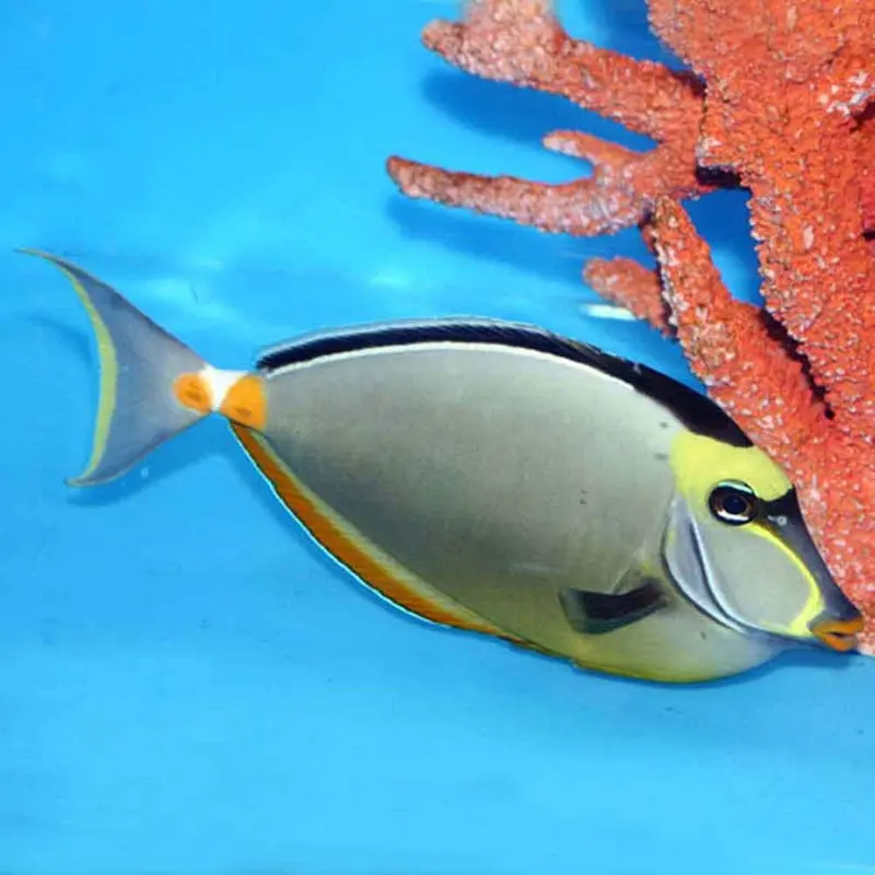 Naso Tang - Naso lituratus - Medium