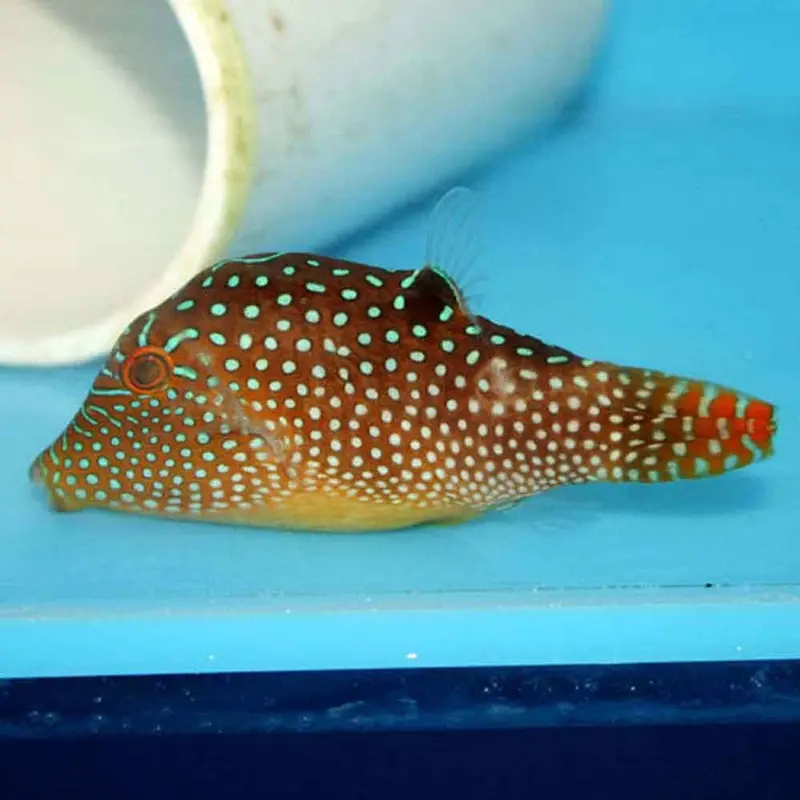 Papuan Toby Puffer - Canthigaster papua