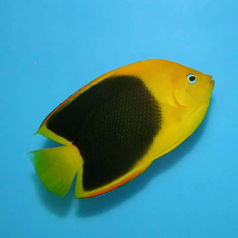 Rock Beauty Angel - Holacanthus tricolor - Medium Adult