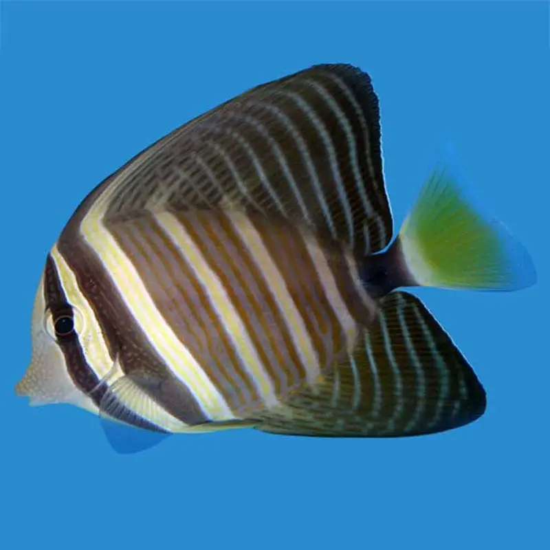 Sailfin Tang - Zebrasoma veliferum - Large