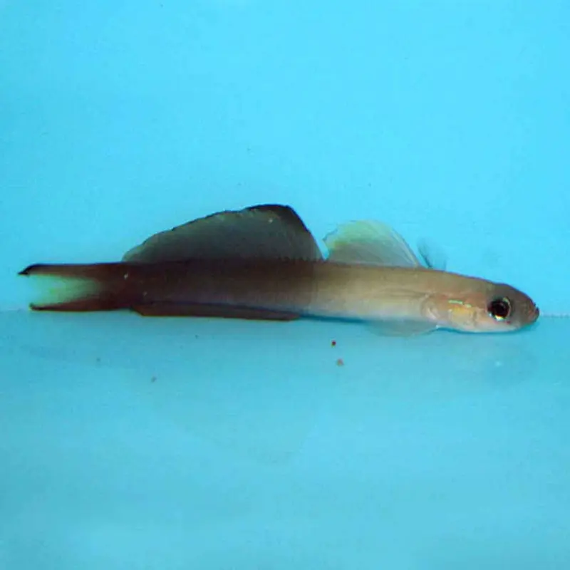 Scissortail Goby - Ptereleotris evides