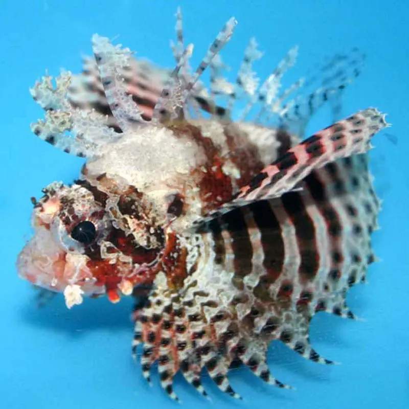 Shortfin Dwarf Lionfish - Dendrochirus brachypterus - Med/Lg