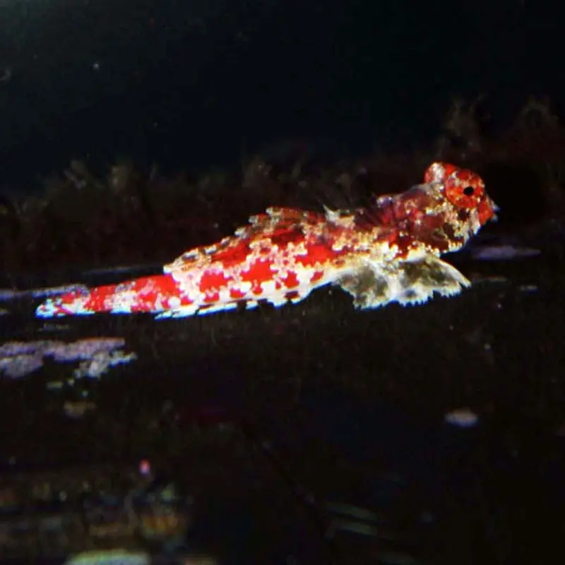 Starry Dragonet - Synchiropus stellatus