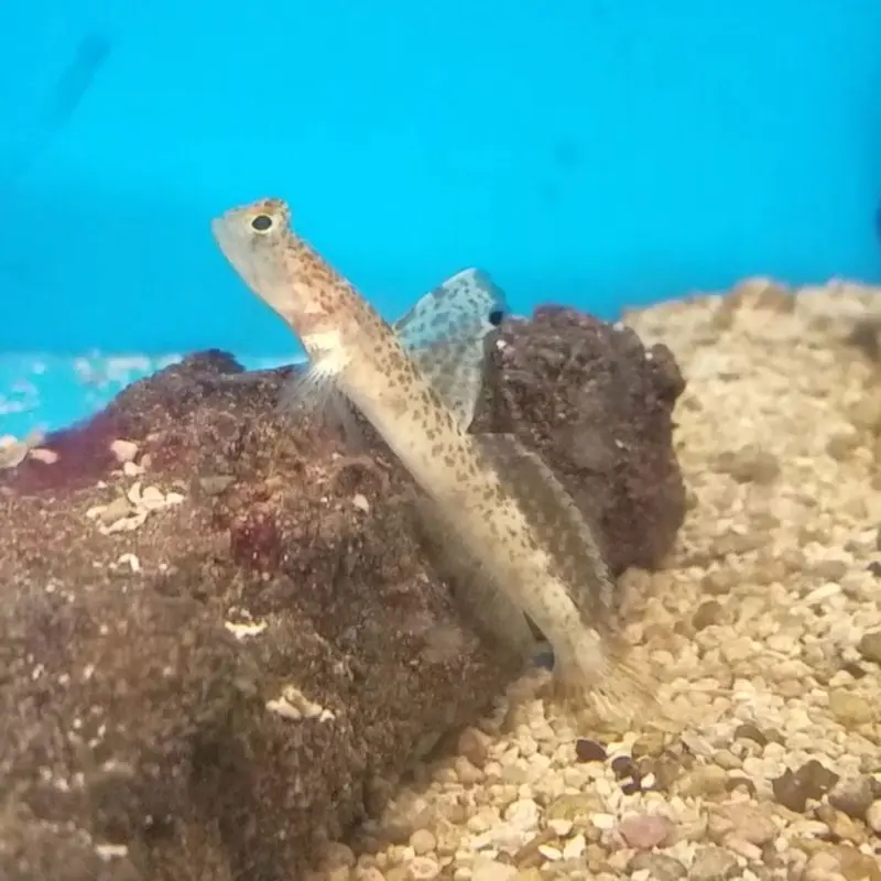 Tomiyama Shrimpgoby - Tomiyamichthys sp.