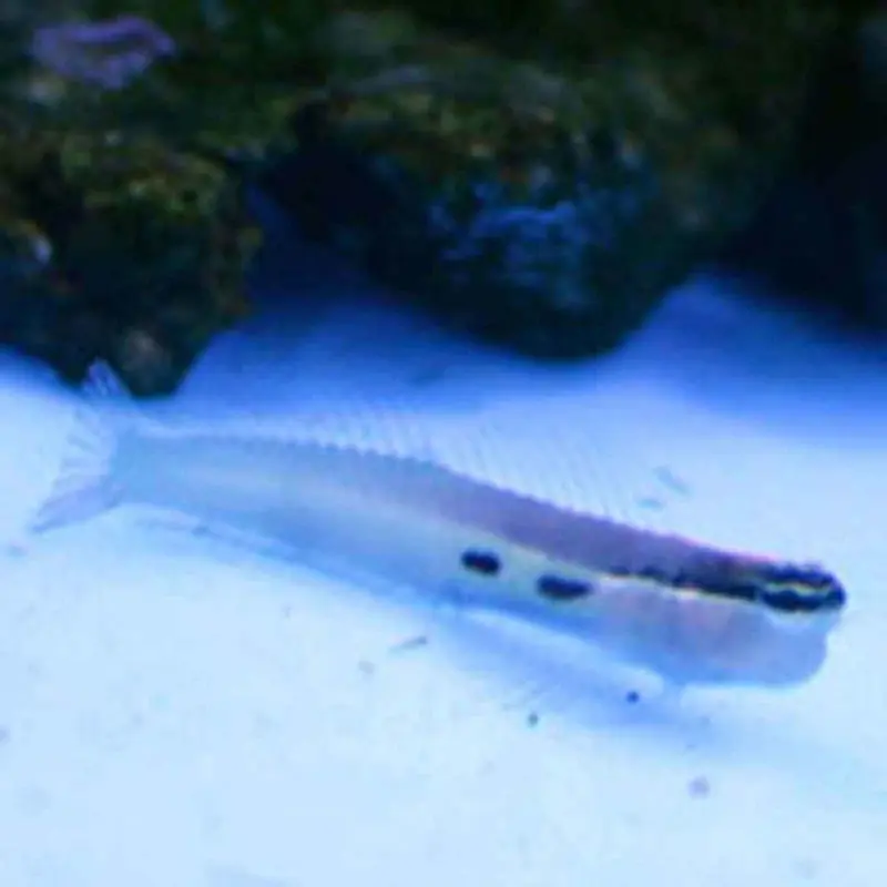 Two Spot Blenny - Ecsenius bimaculatus