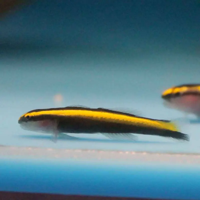 Yellowline Goby - Elacatinus figaro - CB