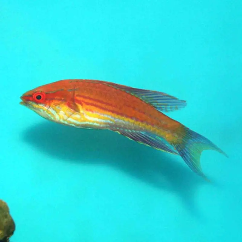Angular Flasher Wrasse - Paracheilinus angulatus - Adult