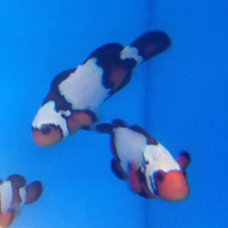 Black Ice Clownfish - Amphiprion ocellaris CB (PA)