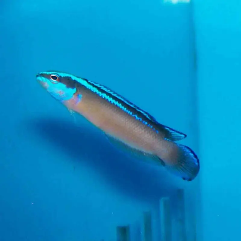 Black Neon Dottyback - Pseudochromis aldabraensis x springeri - CB
