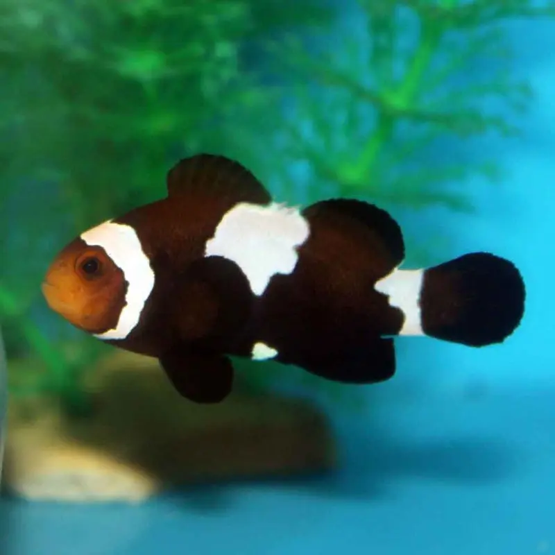 Black Snowflake Clownfish - Amphiprion ocellaris - CB