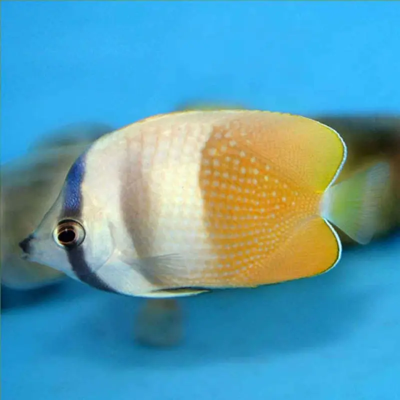 Bluehead Butterfly - Chaetodon kleinii - Small