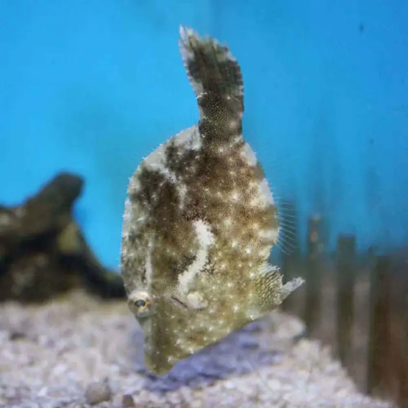 Bristletail Filefish - Acreichthys tomentosus - Medium