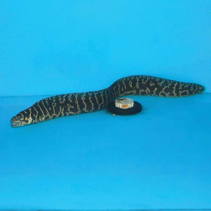 Chainlink Moray Eel - Echidna catenata