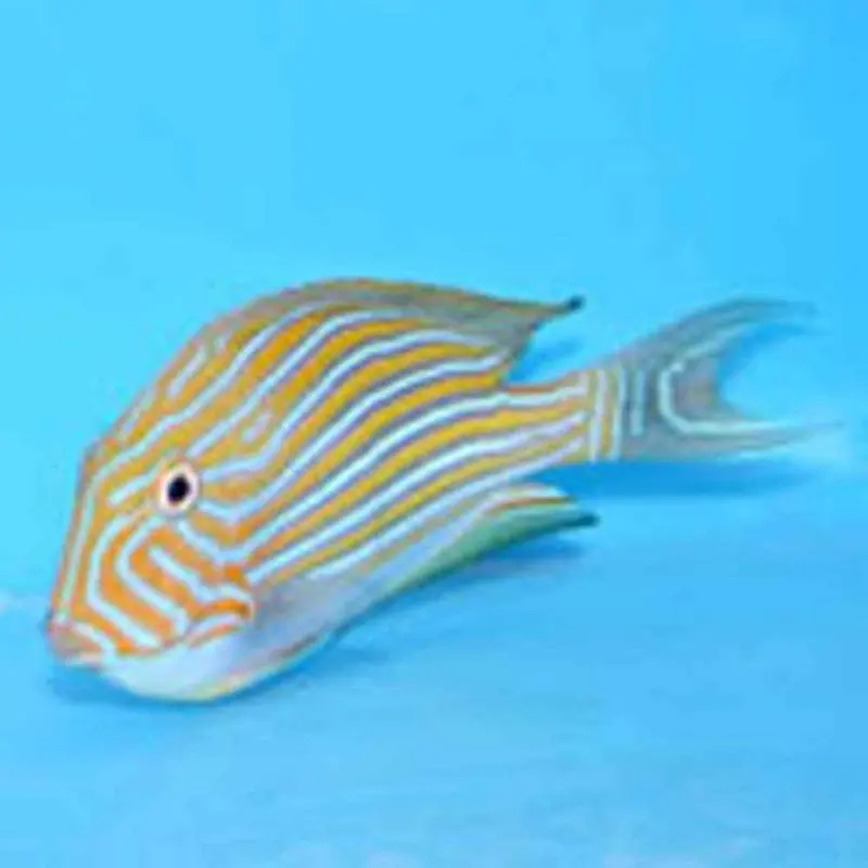 Clown Tang - Acanthurus lineatus - Medium