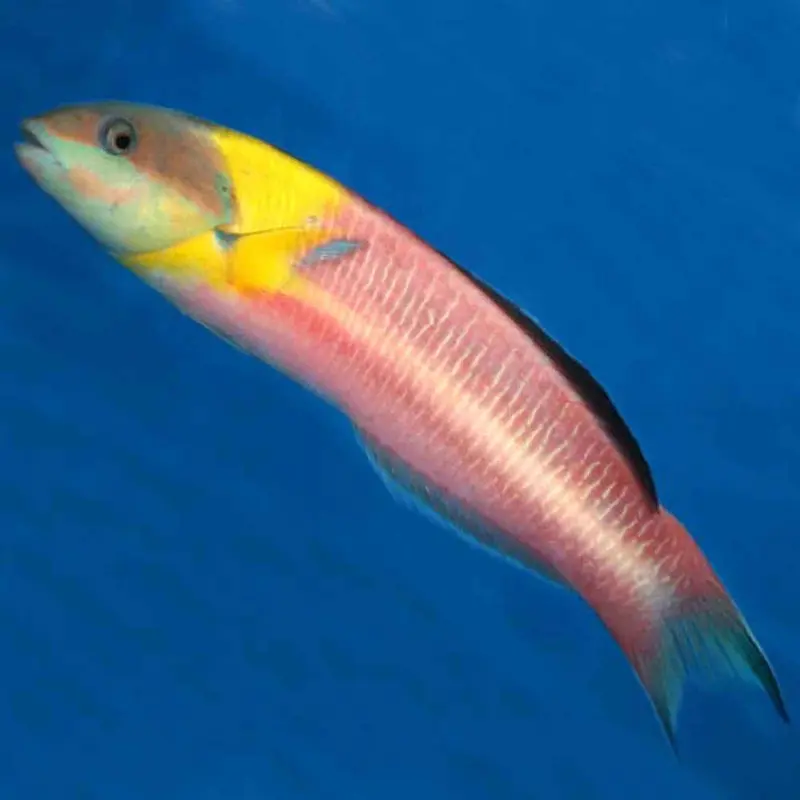 Cortez Rainbow Wrasse - Thalassoma lucasanum - Sub-adult