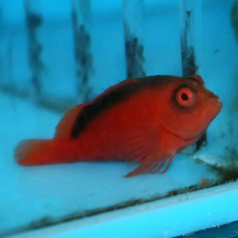 Flame Hawkfish - Neocirrhites armatus - Medium/Large