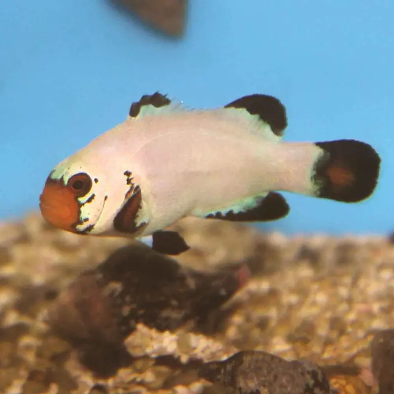 Flurry Clownfish - Amphiprion ocellaris - CB (PA)