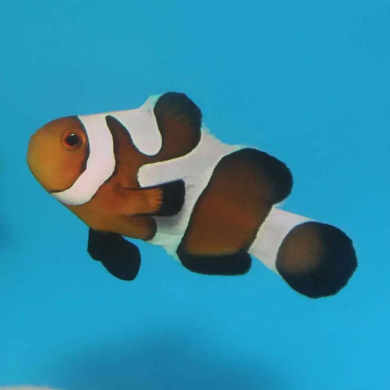 Gladiator Ocellaris Clownfish - Amphiprion ocellaris - CB (PA)
