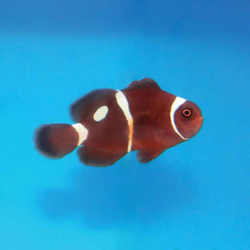Gold Dot Maroon Clownfish - Premnas biaculeatus - CB (ORA)