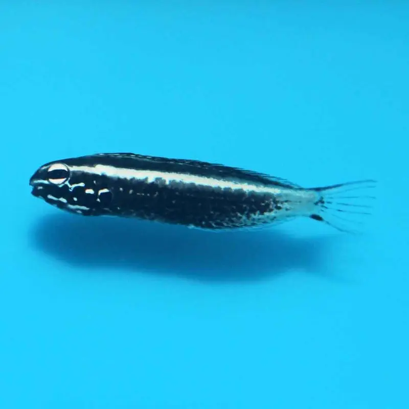 Kamohara Fangblenny - Meiacanthus kamoharai - CB (ORA)