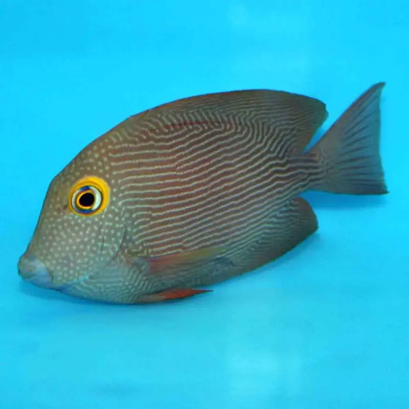 Kole Tang - Ctenochaetus strigosus - Medium