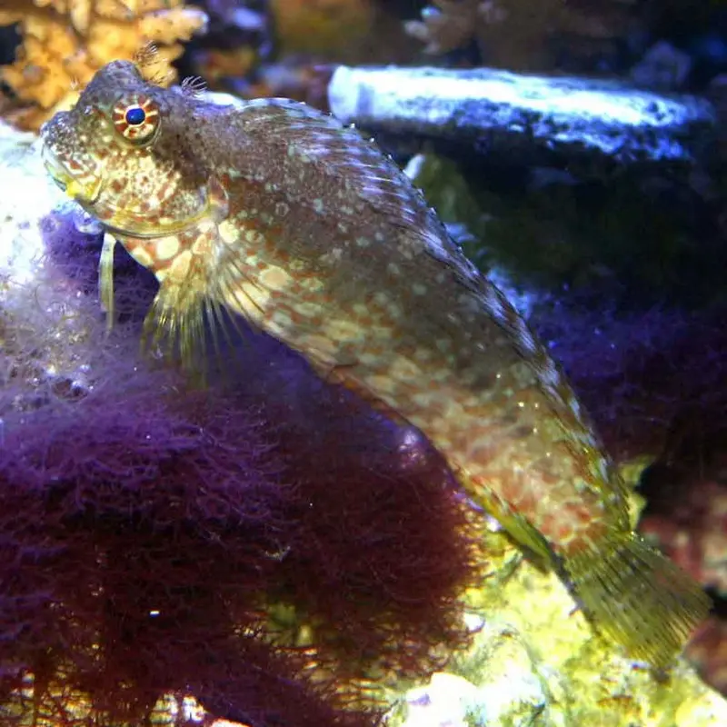 Lawnmower Blenny - Salarias fasciatus - Small/Medium