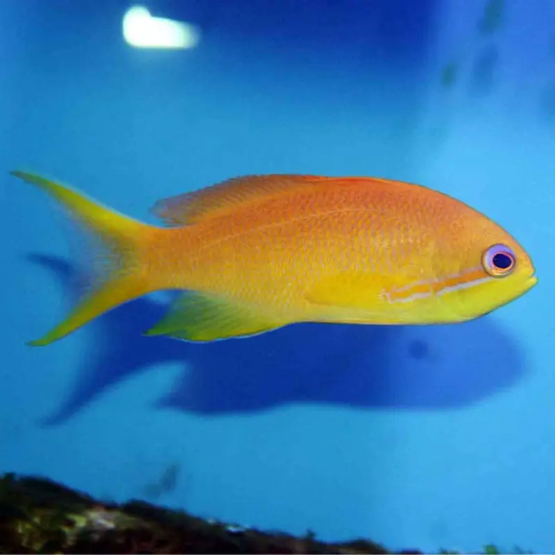 Lyretail Anthias - Pseudanthias squamipinnis - Small Female
