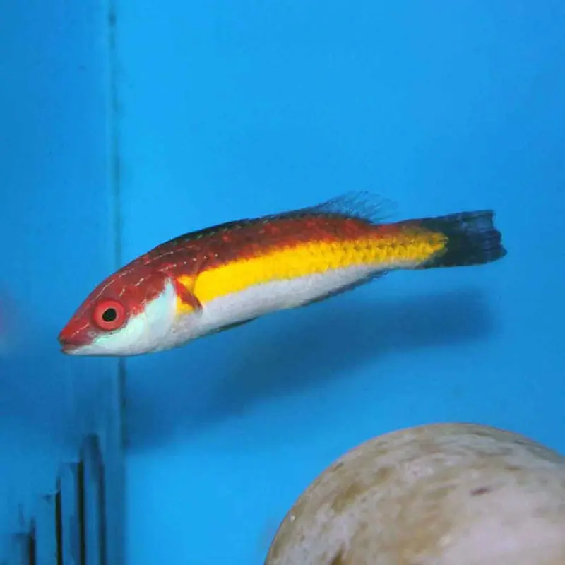 Naoko's Fairy Wrasse - Cirrhilabrus naokoae - Male