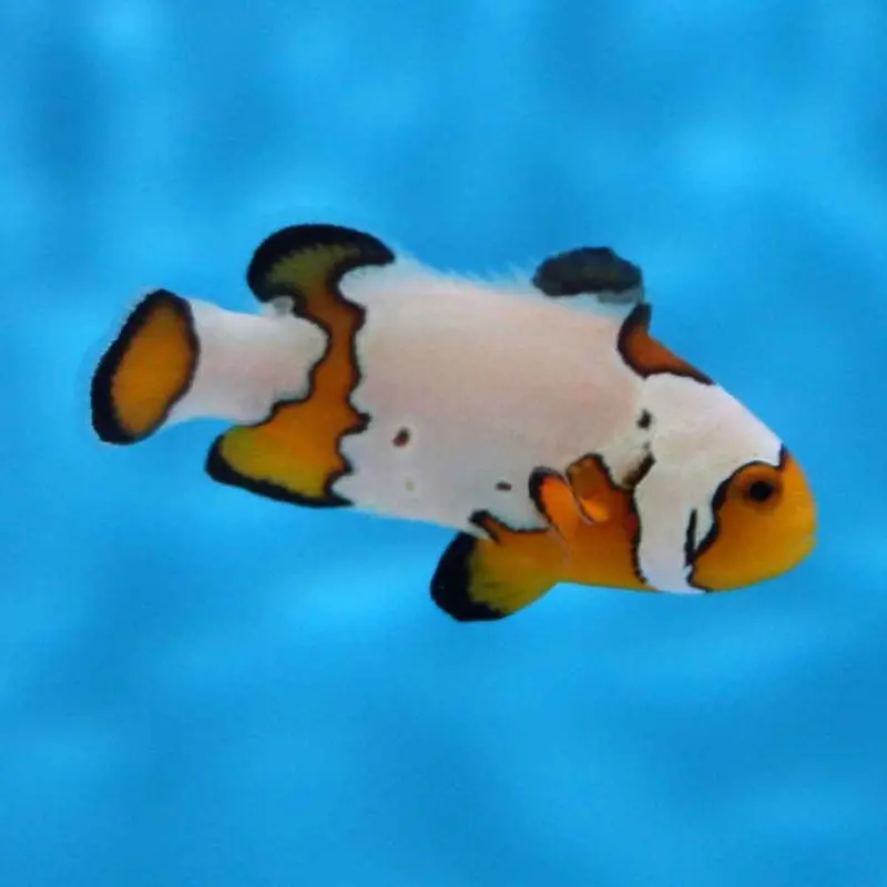 Premium Snowflake Clownfish - Amphiprion ocellaris - CB (ORA)