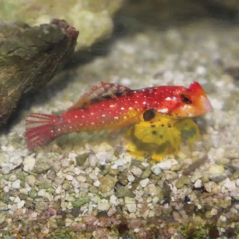 Ruby Red Dragonet - Synchiropus sp.